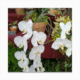 Orchids 18 Canvas Print