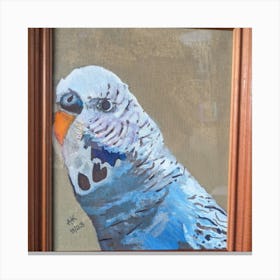 Tommy the budgie  Canvas Print