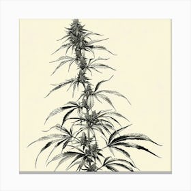 Cannabis Plant Canvas Print