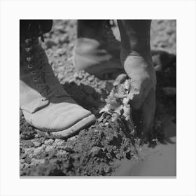 Malheur County, Oregon, Japanese American Worker Transplanting Celery Plant By Russell Lee Canvas Print