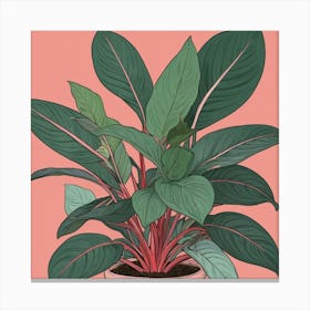 Pink And Red Plant Illustration Chinese Evergreen Art print 1 Canvas Print