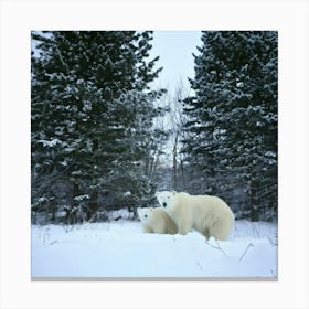 Firefly Bear, Mama, Cubs, Snow, Winter, Beautiful, Wildlife, Family, Nature, Forest, Snowy, Serene, (8) Canvas Print