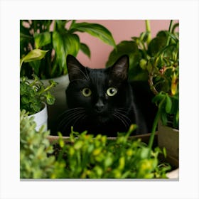 Black Cat In Pots Canvas Print