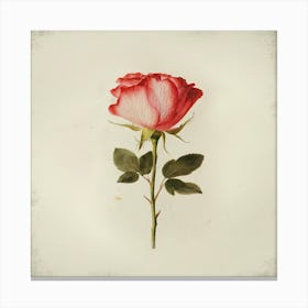 Single Rose 2 Canvas Print