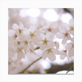 Cherry Blossoms 4 Canvas Print