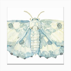 Blue Moth Canvas Print