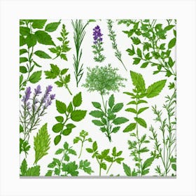 Herbs As A Frame (57) Canvas Print