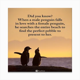 Penguins Quotes Canvas Print