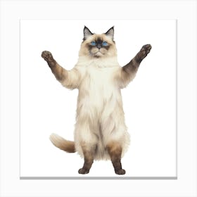 Siamese Cat Isolated On White Canvas Print