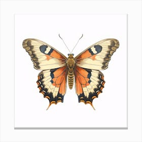 Butterfly 43 Canvas Print