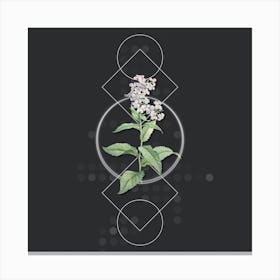 Vintage White Gillyflower Bloom Botanical with Geometric Line Motif and Dot Pattern n.0358 Canvas Print