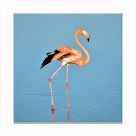 Flamingo Canvas Print