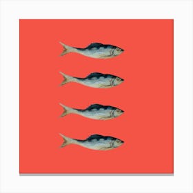 Four Fish Canvas Print