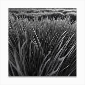 Field Of Grass Canvas Print