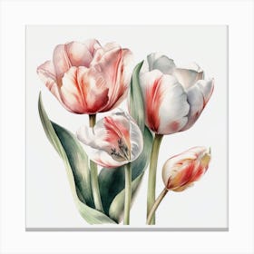 Tulips Canvas Print