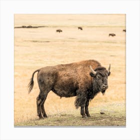 Young Bison Square Canvas Print