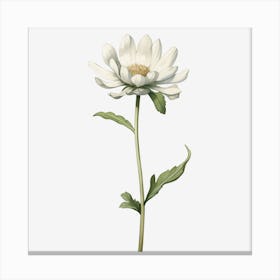 White Daisy Canvas Print