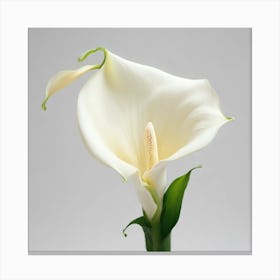 White Calla Lily 8 Canvas Print