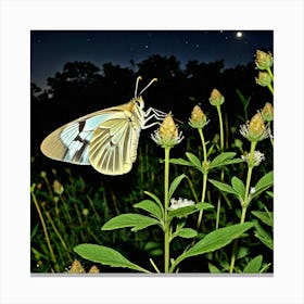 Butterfly At Night Canvas Print