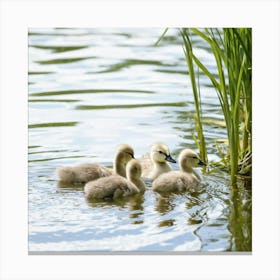 Swans In The Water 1 Canvas Print