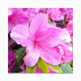 Pink Azaleas 24 Canvas Print