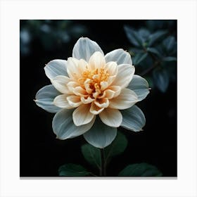 Dahlia 4 Canvas Print