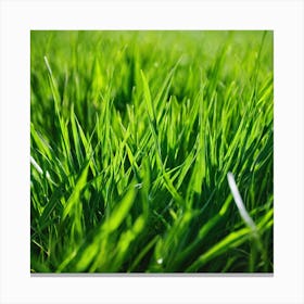 Green Grass Background 35 Canvas Print