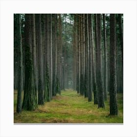 Pine Forest In The Fog Canvas Print