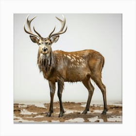 Deer In Mud Canvas Print