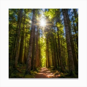 Sun Shining Through The Trees Canvas Print