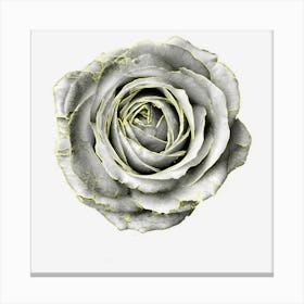 Rose Black And White Pretty Flower Canvas Print