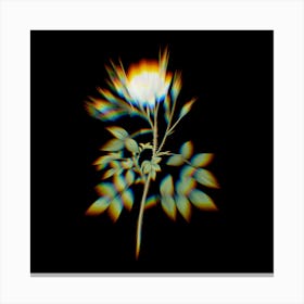 Prism Shift White Rose of Rosenberg Botanical Illustration on Black Canvas Print
