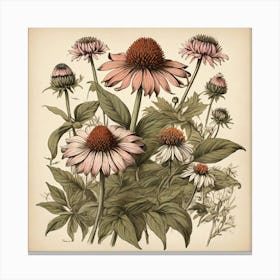 Echinacea Spices And Herbs Retro Drawing Art Print 3 Canvas Print