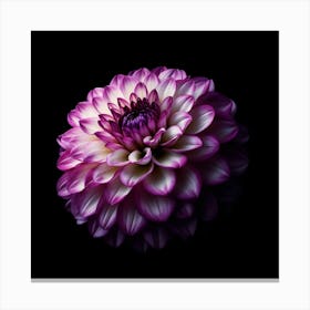 Purple Dahlia Flower on Black Background Canvas Print