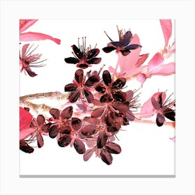 Cherry Blossoms Canvas Print