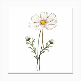 White Cosmos Flower Canvas Print