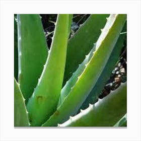 Aloe Vera Canvas Print