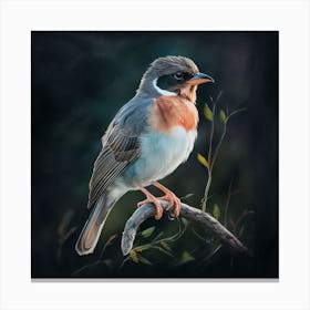 Rufous-Tailed Robin Canvas Print