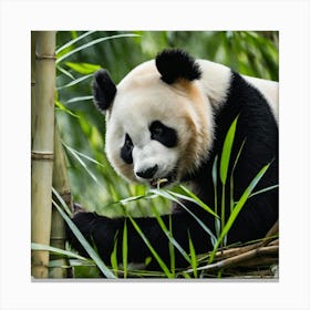 Panda Bear Eating Bamboo Canvas Print