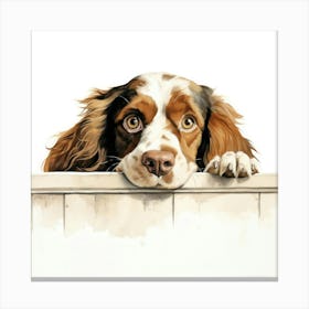 Spaniel Boykin 6 Canvas Print