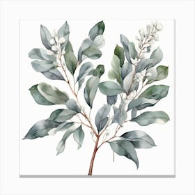 Silver eucalyptus branch 5 Canvas Print