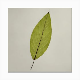 Botanical Leaf, 1262 Canvas Print