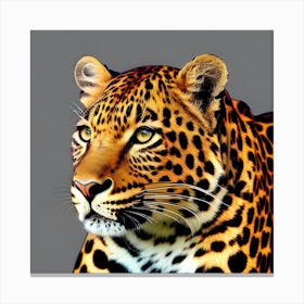 Leopard Stock Videos & Royalty-Free Footage Canvas Print
