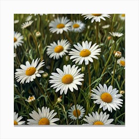 Daisy Field 1 Canvas Print