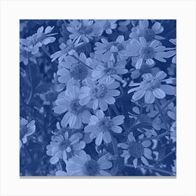 Blue Daisy Canvas Print