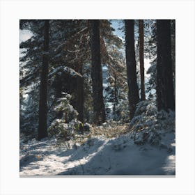 Snowy Forest 2 Canvas Print