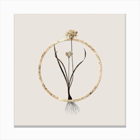 Gold Ring Three Cornered Leek Glitter Botanical Illustration n.0053 Canvas Print