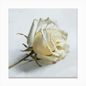 White Rose Canvas Print