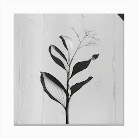 Shadow Of A Plant Canvas Print