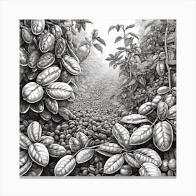 'Coffee Plantation' 1 Canvas Print